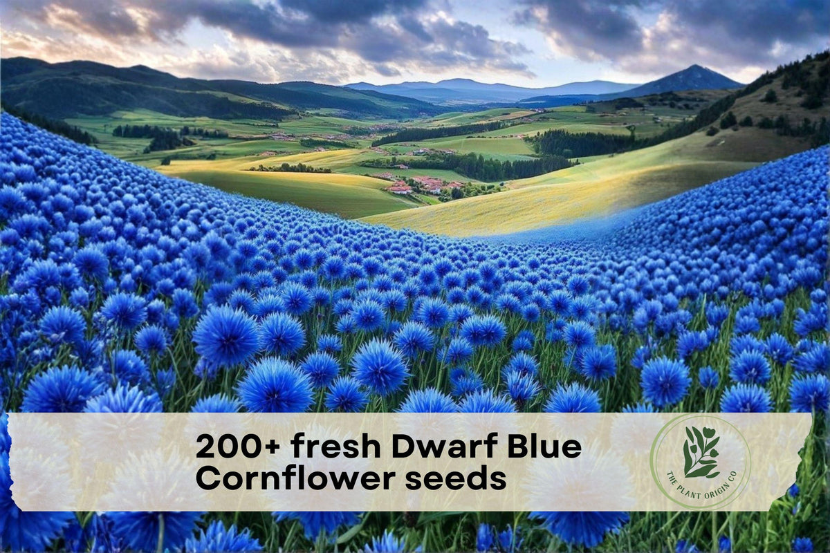 Dwarf Blue Cornflower Seeds, Bachelor Button, Blue, Annual, Pollinator-Friendly, 200+ Seeds, Centaurea cyanus