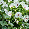 White Hardy Hibiscus Bare Root Plant – Large 6-8 Inch White Flowers with Red Centers, Tropical-Style Blooms, Hibiscus grandiflorus