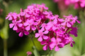 Catchfly Seeds 100 Pack - Silene armeria, Bright Pink Cottage Garden Flower, Pollinator & Border Plant
