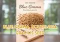 Blue Grama Seeds, Drought Tolerant Ornamental Grass, Bouteloua gracilis, Lawn Alternative, Clumping Grass, Full Sun, Low Water