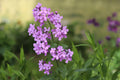 Dame’s Rocket Seeds (100) – Fragrant Night-Scented Hesperis matronalis for Borders, Wildflower Gardens & Pollinators
