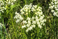 Whorled Milkweed Seeds 30 Asclepias verticillata Native Pollinator Plant Drought Tolerant Wildflower