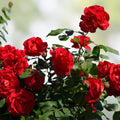 Wild Red Miniature Climbing Rose Bare Root Plant – Compact Red Double Blooms, Flowering Vines for Small Gardens and Trellises