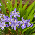 Dwarf Crested Iris Bulbs – Iris cristata – Woodland Perennial Flowering Plant for Shade Gardens