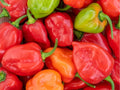 Caribbean Red Habanero Seeds – 25 Count, Hot Pepper Variety, Capsicum chinense, Small Red Fruits, High Heat Chili