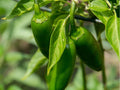Sonora Pepper Seeds – 25 Count, Mild Hot Chili Variety, Capsicum annuum, for Cooking & Roasting, Green to Red Ripening