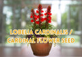 Lobelia Cardinalis Seeds – Red Cardinal Flower for Wetland Garden, Hummingbird Attractant, 100 pcs