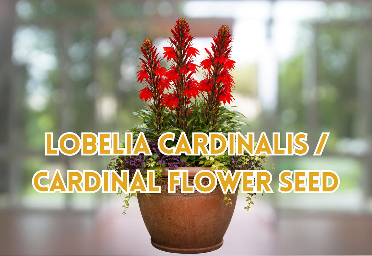 Lobelia Cardinalis Seeds – Red Cardinal Flower for Wetland Garden, Hummingbird Attractant, 100 pcs
