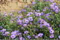Smooth Blue Aster Seeds (Symphyotrichum laeve) – Native Wildflower for Gardens, Prairies & Pollinators