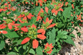 10 Seeds Fire on the Mountain Euphorbia cyathophora