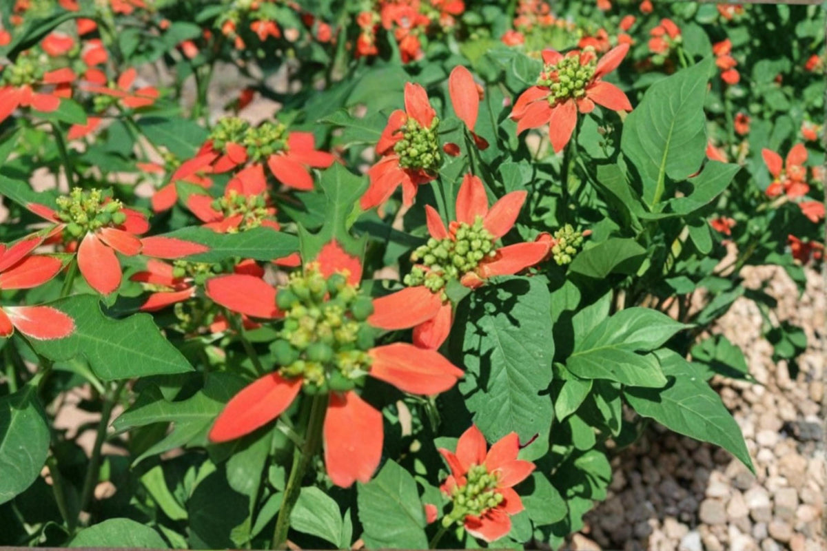 10 Seeds Fire on the Mountain Euphorbia cyathophora