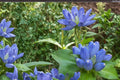 100 Seeds Bottle Gentian Gentiana andrewsii Native Wildflower