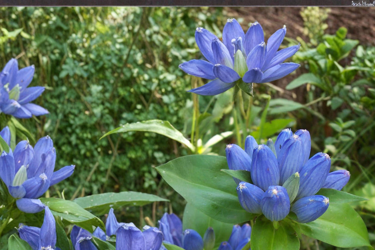 100 Seeds Bottle Gentian Gentiana andrewsii Native Wildflower