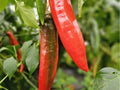Barker Chili Pepper Seeds – 25 Non-GMO, New Mexico Hot Variety for Roasting and Cooking, Capsicum annuum