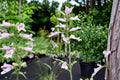 100 Seeds Slender Beardtongue Penstemon gracilis Native Wildflower