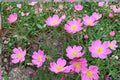 15 Seeds Prairie Wild Rose Rosa arkansana Native Shrub