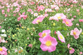 15 Seeds Pasture Rose Rosa carolina Native Wildflower Shrub