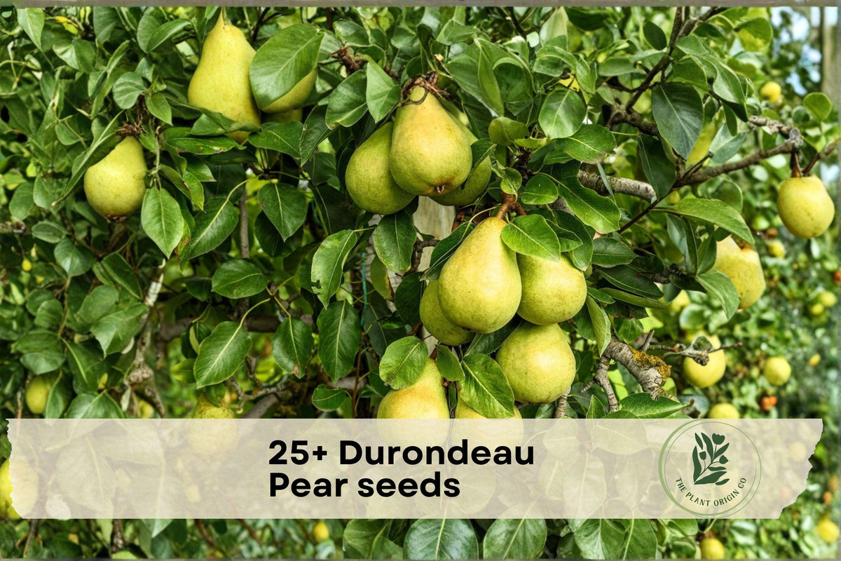 25+ Durondeau Pear Seeds for Growing Pyrus communis Fruit Tree | Garden & Container Planting