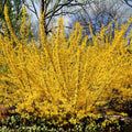 Forsythia suspensa Seeds, Golden Bell Weeping Forsythia, Yellow Spring Shrub, Ornamental Hedge Plant, Deciduous Shrub Seeds