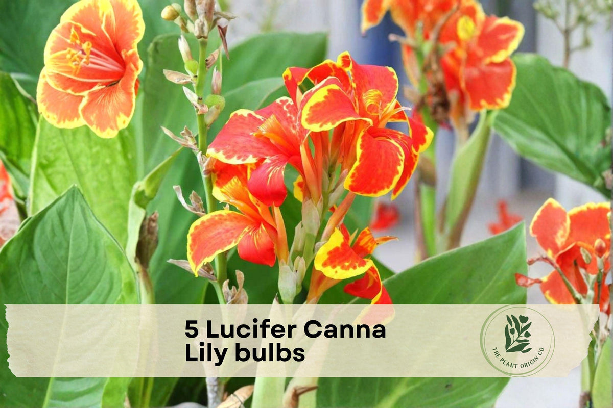 Lucifer Canna Lily Bulbs – 5 Red Tropical Flowering Bulbs for Garden Beds, Borders, and Containers | Canna indica