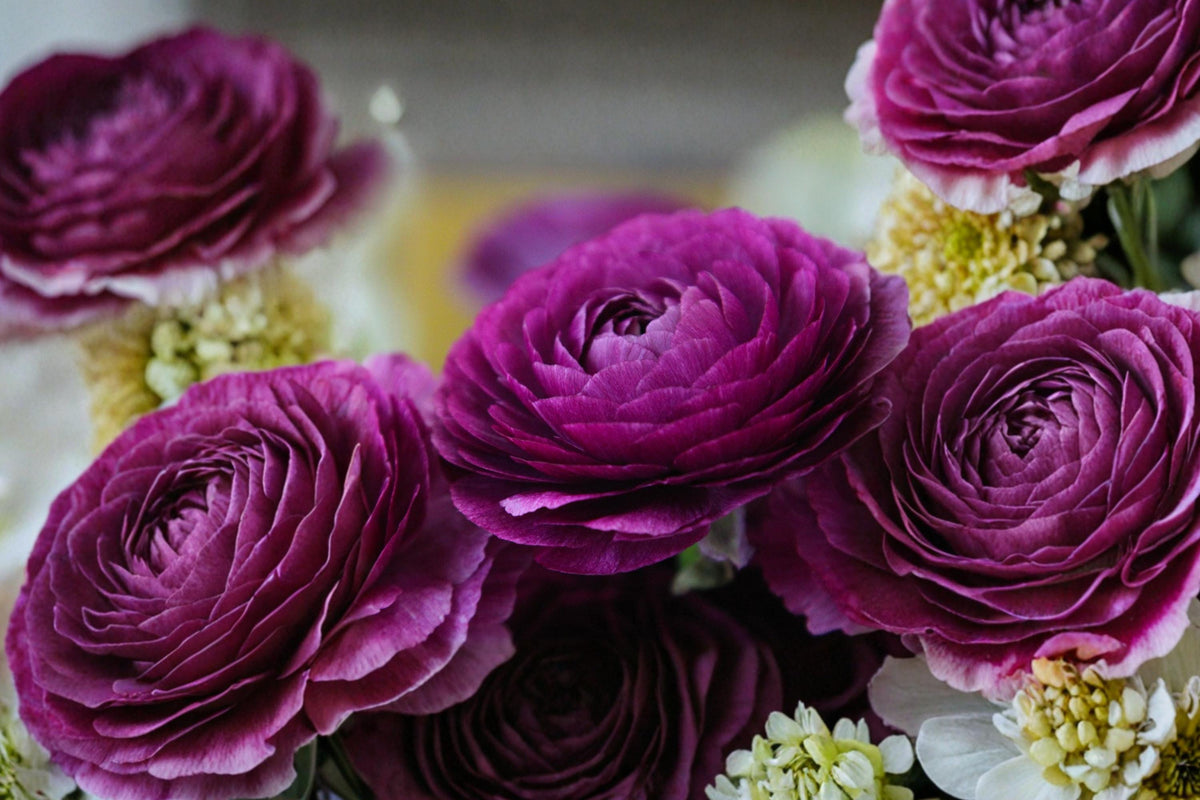 5 Ranunculus Bulbs Purple Persian Buttercup Spring Flowering