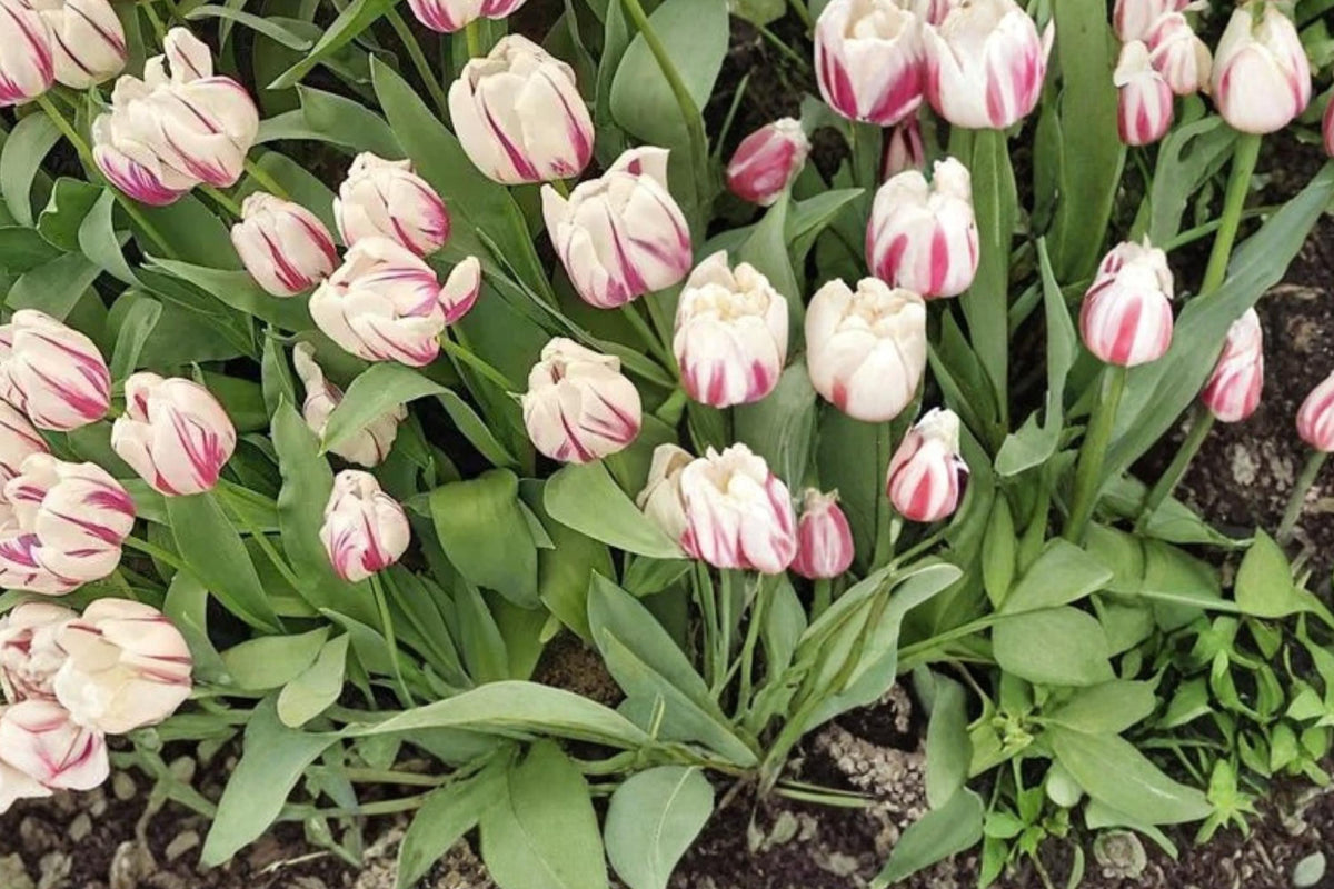 10 Tulip Bulbs Flaming Flag Live Flower Bulbs Spring Blooming Perennial