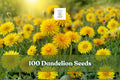Dandelion Seeds Pack – 100+ Taraxacum officinale Perennial Herb for Garden, Outdoor & Indoor Planting