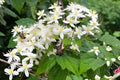 Clematis Seeds – Virgin’s Bower (Clematis virginiana) – Native Climber for Fences & Pollinator Gardens, Fragrant White Blooms, Easy to Grow