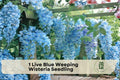 Live Blue Weeping Wisteria Seedling – Flowering Climber with Blue-Purple Blooms, Wisteria spp., Perfect for Trellises & Pergolas