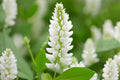 White Sweet Clover Seeds (Melilotus alba) – Pollinator-Friendly Cover Crop & Nitrogen-Fixing Plant, Fragrant White Flowers, Easy to Grow