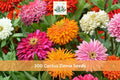 300 Cactus Zinnia Seeds Zinnia elegans Double Bloom Flower Garden