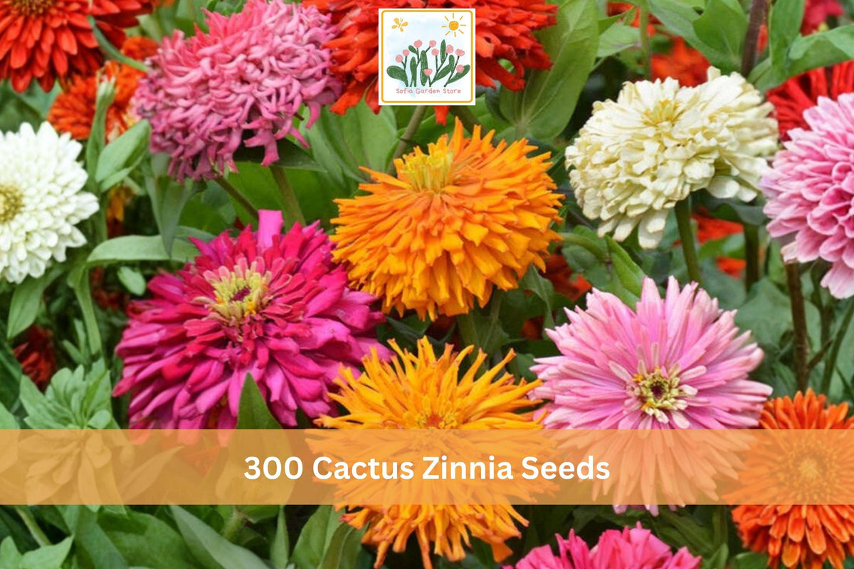 300 Cactus Zinnia Seeds Zinnia elegans Double Bloom Flower Garden