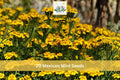 20 Mexican Mint Seeds Tagetes lucida Aromatic Herb Garden Planting