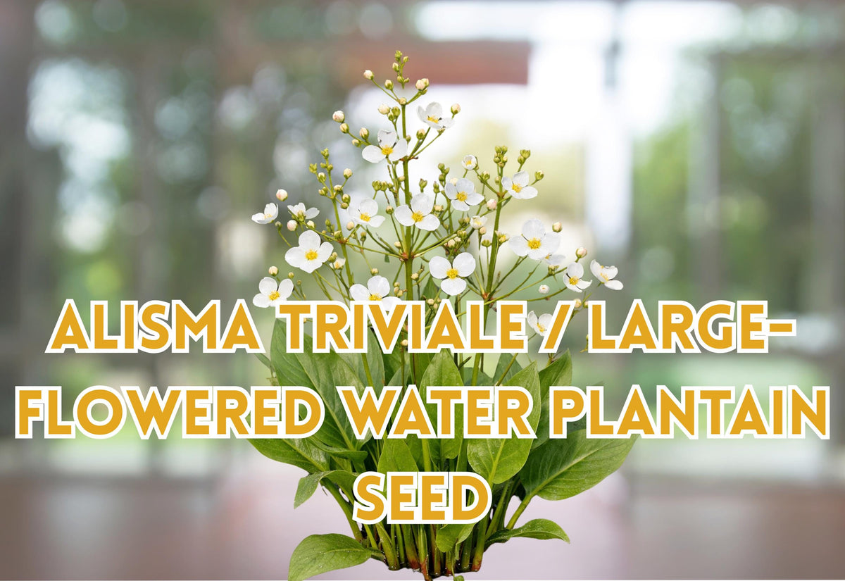 Alisma Triviale Seeds - Large-Flowered Water Plantain Aquatic Pond Plant - 100 Pack, Marginal Perennial, Water Garden Plant