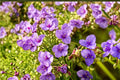 25 Seeds Prairie Spiderwort Tradescantia bracteata Native Perennial Wildflower