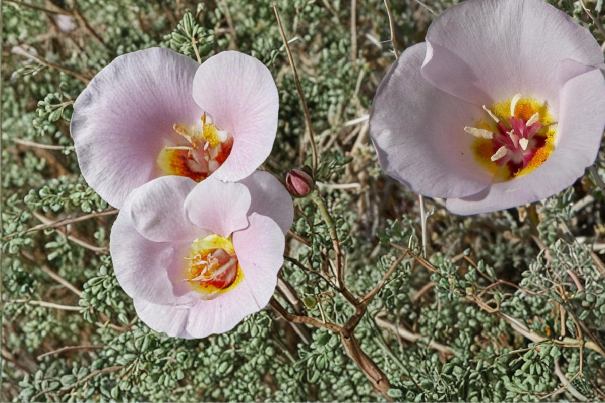 10 Seeds Winding Mariposa Lily Calochortus flexuosus