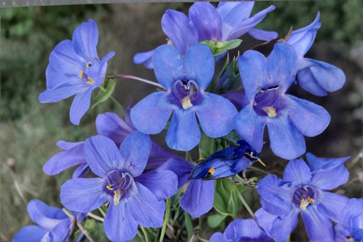 50 Seeds Sand Penstemon Penstemon acuminatus