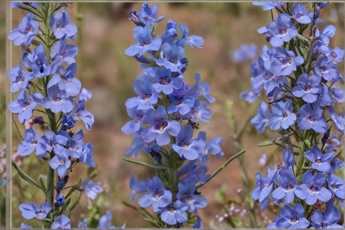 50 Seeds Pagoda Penstemon Penstemon angustifolius Native Wildflower Drought Tolerant