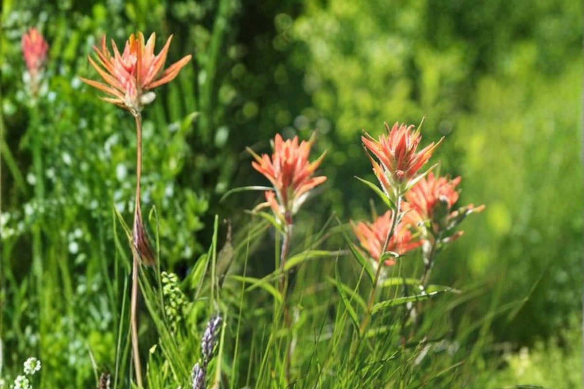 100 Seeds Aspen Paintbrush Castilleja miniata