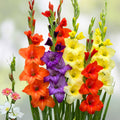 Gladiolus Bulbs Mixed Colors | Summer Garden Flowers | Gladiolus (Gladiolus hortulanus) | 5 Bulbs