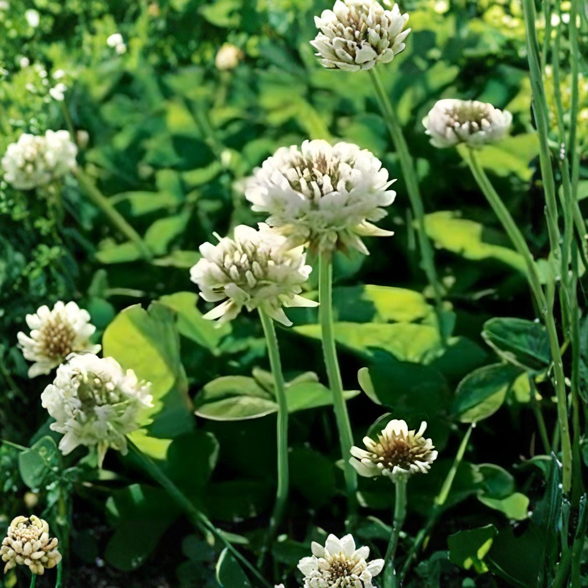 Dutch White Clover Seeds | Trifolium repens Ground Cover, Pasture, Soil Improvement | 5 Pounds