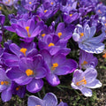 Crocus Flower Record Bulbs – 20 Early Spring Blooming Garden Bulbs for Borders, Lawns & Containers, Crocus vernus