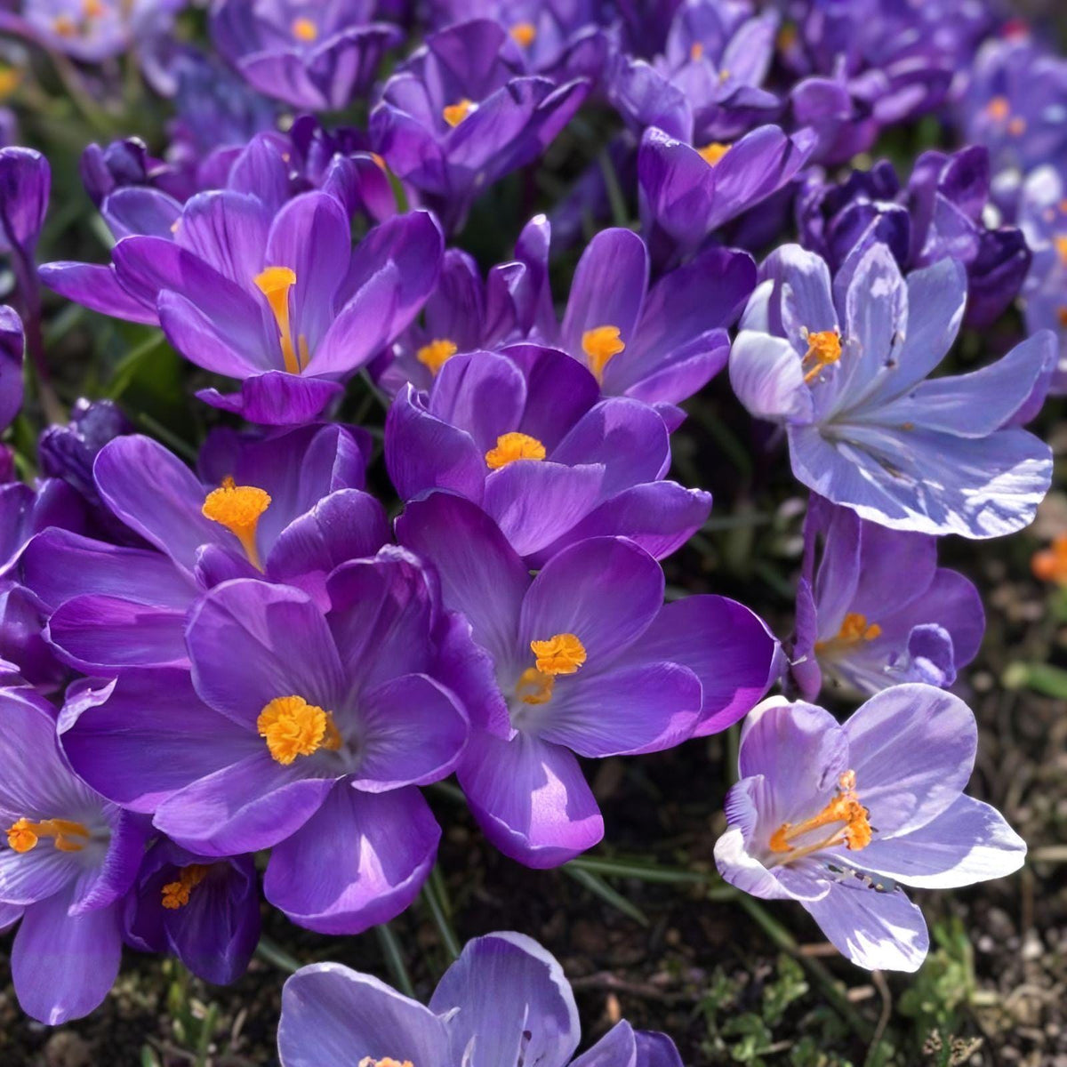 Crocus Flower Record Bulbs – 20 Early Spring Blooming Garden Bulbs for Borders, Lawns & Containers, Crocus vernus