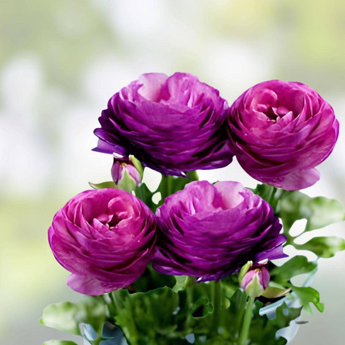 Purple Ranunculus Bulbs – Spring Blooming Garden Border Flowers – Ranunculus asiaticus