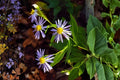 Crooked-Stemmed Aster Seeds, Native Wildflower, Lavender-Blue Blooms, Symphyotrichum prenanthoides, Pollinator-Friendly Plant