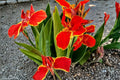 3 Canna Lily Bulbs Lucifer Red Flowering Summer Tropical Garden Plant