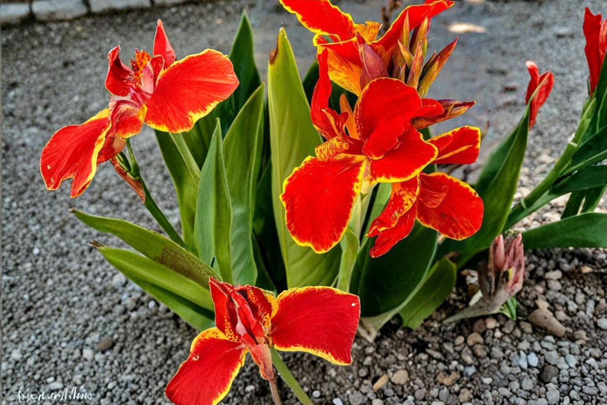 3 Canna Lily Bulbs Lucifer Red Flowering Summer Tropical Garden Plant