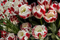 10 Bulbs Red White Tulip Tulipa
