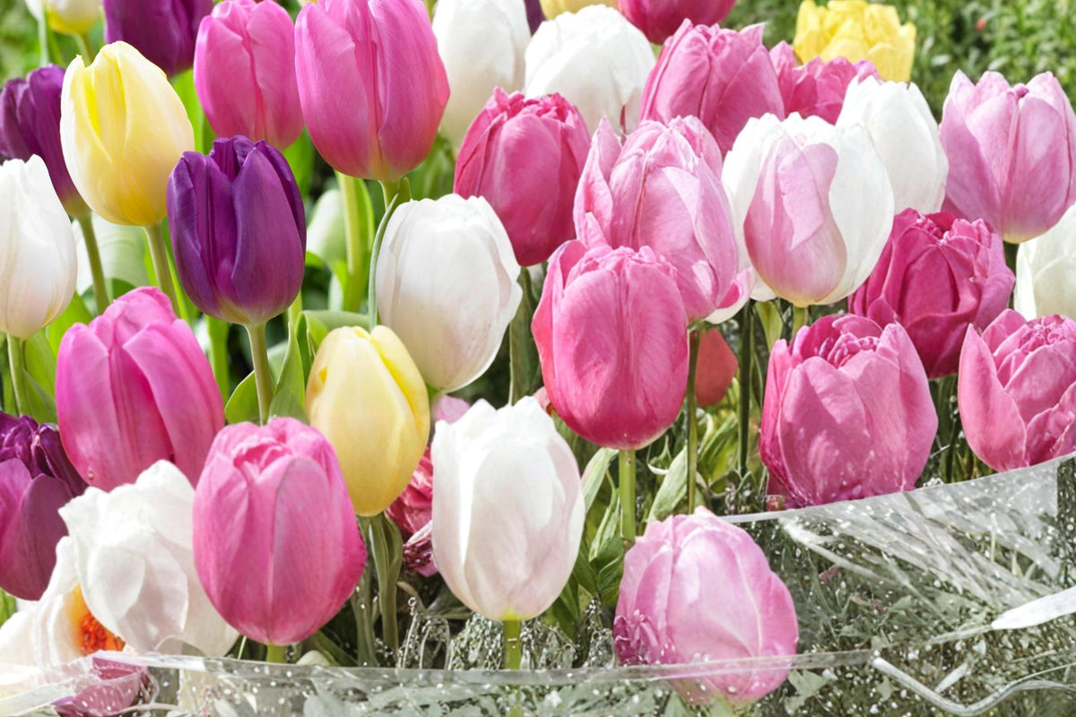 20 Bulbs Pastel Mix Tulip Tulipa Flowering Bulbs for Spring Garden Borders Containers Cut Flowers