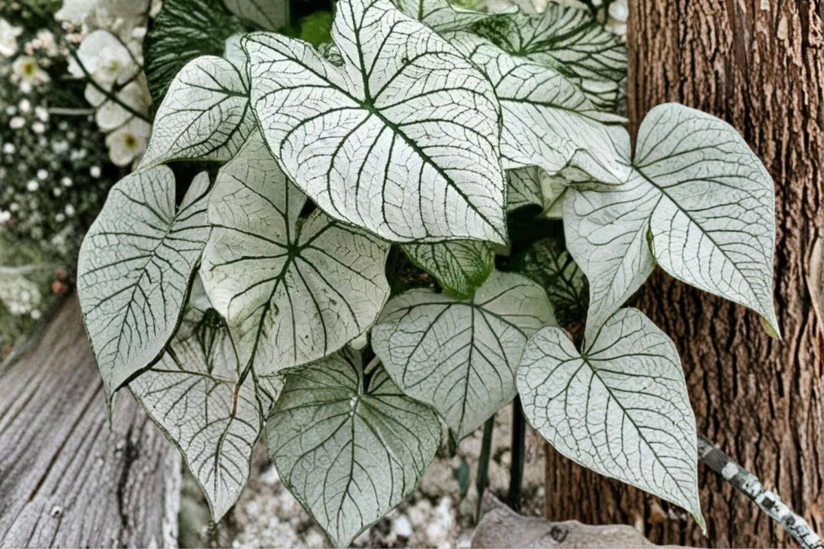 6 Caladium Bulbs Snow White – Caladium